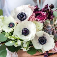 ANEMONES 